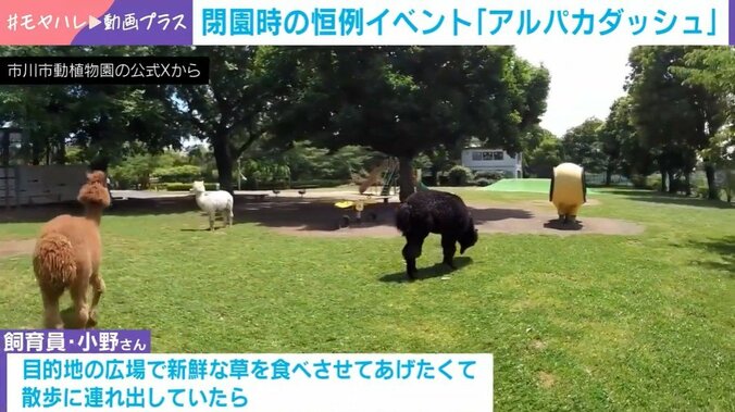 アルパカ