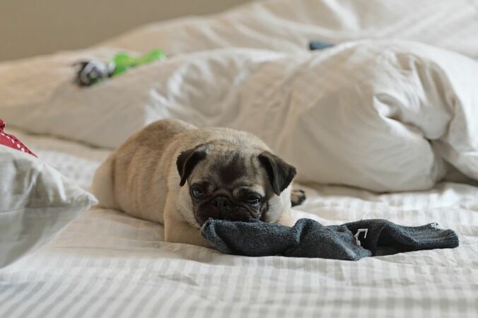 高橋一生、斎藤工、滝藤賢一とパグとの最強コラボが破壊力ありすぎて「可愛い」の声殺到 5枚目