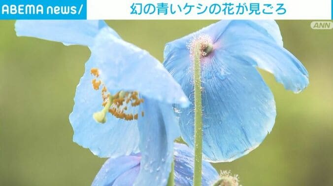 青いケシの花、「メコノプシス」