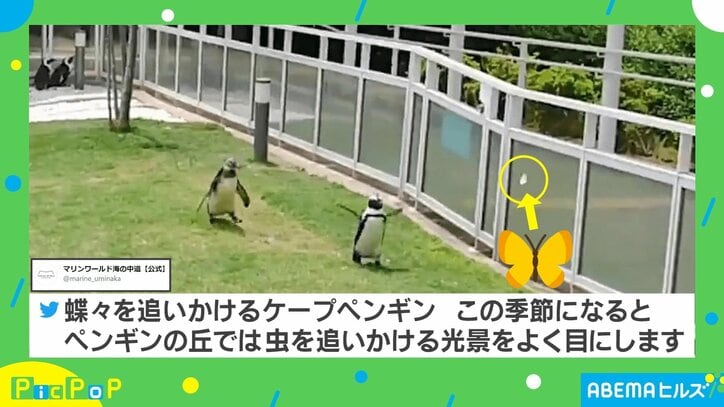 ひたすら可愛い ペンギンが夢中で走る 手足パタパタ 動画に癒される人続出 国内 Abema Times