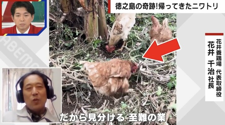 ネットで話題「ヒヨコがニワトリになって奇跡の帰還」の誤解…「脱走時ほぼニワトリ」ヒヨコイメージが1人歩きした真相