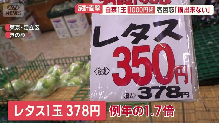 レタスは例年の1.7倍