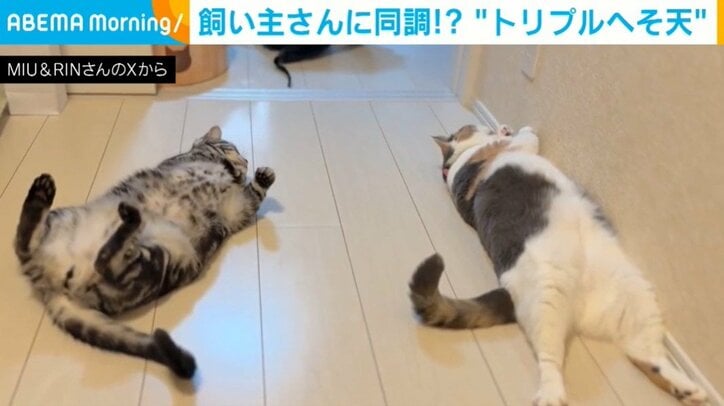 猫と飼い主の“トリプルへそ天”