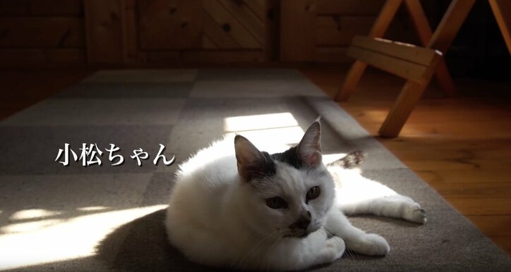 「お待ちしておりましたニャ」旅人を癒す伊豆のモフモフ猫たち