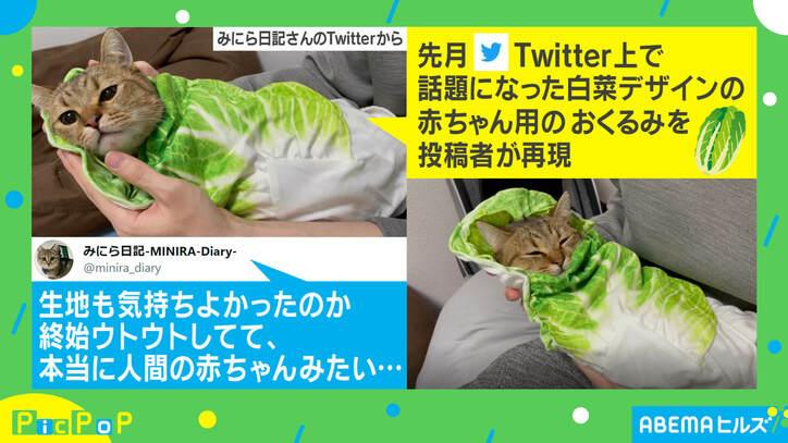 “白菜”に包まれた猫、想像の1億倍可愛いと話題に「人間の赤ちゃんみたい」