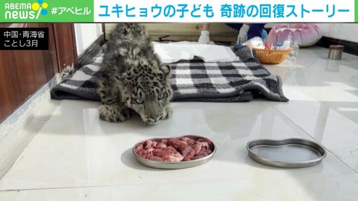 ユキヒョウの子ども