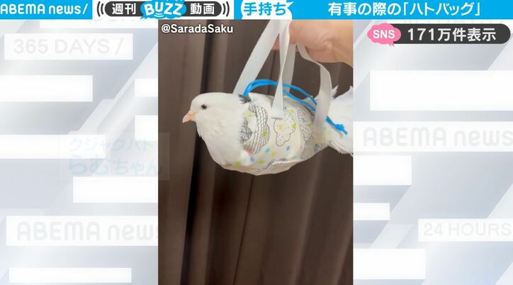 【写真・画像】有事の際に便利な“専用バック”にぴったりおさまる鳥がかわいすぎる！お利口な姿に悶絶　1枚目