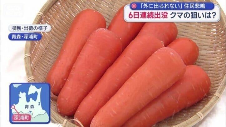 ブランドニンジン「ふかうら雪人参」