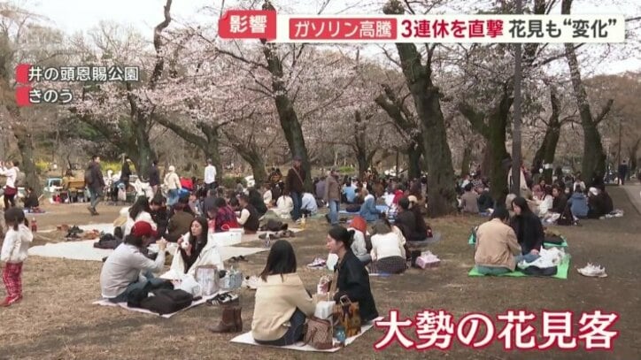 満開待ちきれない大勢の花見