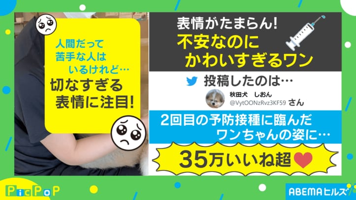 「怖いワン…」犬の切なすぎる表情に35万“いいね”超えの大反響「ビッタビタにかわいい」