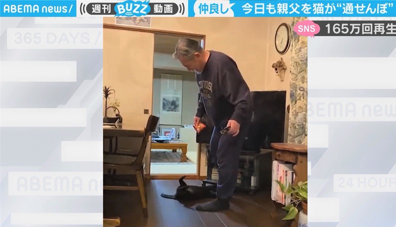 保護猫が 行かないで お父さんを 通せんぼ 困惑 いやいや 嬉しそうな笑顔にほっこり 国内 Abema Times