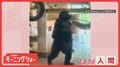背筋ピン！まるで人間のよう　歩く姿が美しいゴリラさん　なぜ姿勢がいいの？