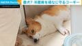 冷蔵庫の前でお昼寝?ドアが当たっても動じないコーギーに「微動だにせずw」「まさかの上下スライド」など反響