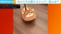 ホラー!? ひとりでに動く犬のスリッパ 正体は“かわいい犯人”による習性