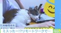 働きながらモフモフ！ 猫のいる在宅勤務を1年続けた結果…飼い主「さすがに自由すぎた」