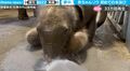 生まれたばかりの赤ちゃんゾウに水を近づけるとどうなるか？ 初めての水浴び姿が可愛すぎると話題に 「ほっこり」「見てると幸せになる」