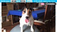 【映像】バランスボールを乗りこなす驚異の体幹力