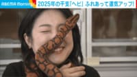 【映像】外国人客にも人気！2025年の干支｢ヘビ｣と触れ合えるカフェ