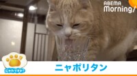 【映像】カウンターで優雅に水を飲む猫
