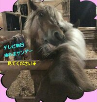 佐藤藍子『明日、テレビ朝日・帰れまサンデー、見て下さい♪』