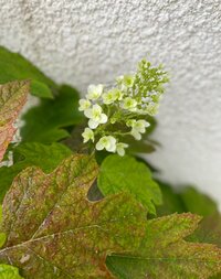 原田龍二の嫁『息子コロナワクチン打つ』