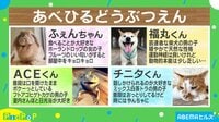 【映像】SNSで話題の可愛い動物4連発