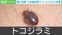 夏に急増"人の血を吸う"トコジラミに注意