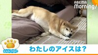 【映像】アイスを食べる飼い主を“ジト目”で見てくる柴犬