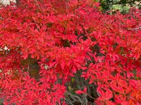 遠山ちづ子『次女の妊娠』