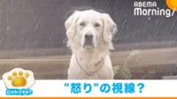 【映像】窓の外から絶妙な表情をみせるイヌ