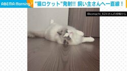 突然、“猫ロケット”発射！ 飼い主に一直線で向かってくる姿に「まさかここまでマスターしているとは…」
