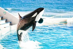 予約完売の大反響 “海の王者”シャチの魅力に迫る『シャチまるごとBOOK』が7月31日発売