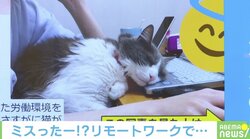 働きながらモフモフ！ 猫のいる在宅勤務を1年続けた結果…飼い主「さすがに自由すぎた」