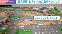 オカメインコ2羽がキックボードで街を爆走→器用すぎる運転テクに「乗れるんだ」「どうやって教えるんだろ」の声