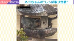 静かなお寺でバトル勃発…!?→ちび猫たちの“しっぽ取り合戦”が「平和すぎる」など反響