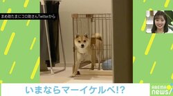「み、見つかったワン！」脱出を目撃されて…犬の行動がお利口すぎてカワイイ