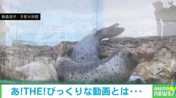 まるでボーリング!? アザラシ同士が衝突する“笑撃の瞬間”に飼育員「慌てる様子がとても可愛らしい」