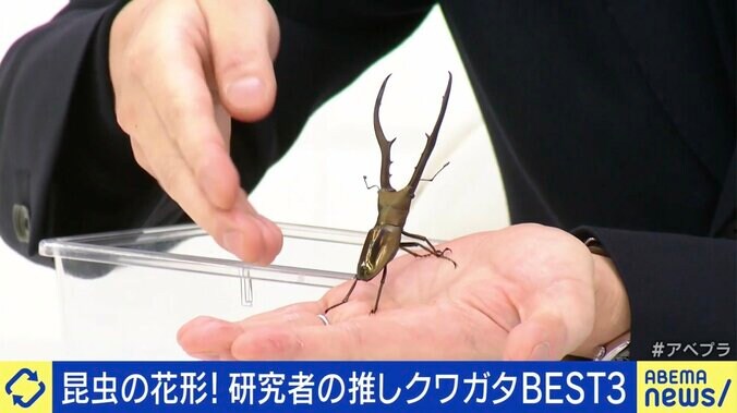 メタリフェルホソアカクワガタ