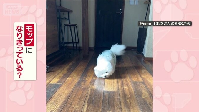 モップになりきってる？