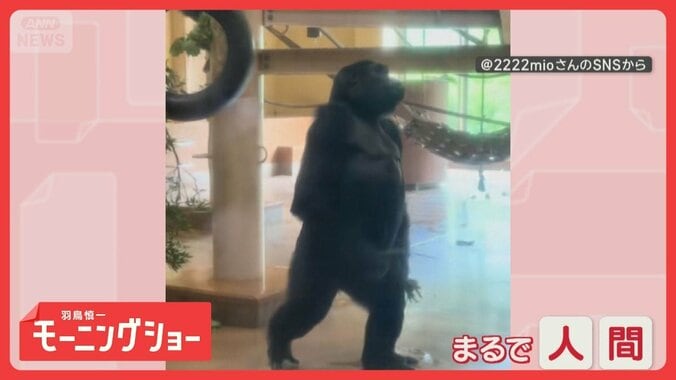 背筋ピン！まるで人間のよう　歩く姿が美しいゴリラさん　なぜ姿勢がいいの？ 1枚目