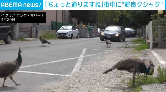 クジャク