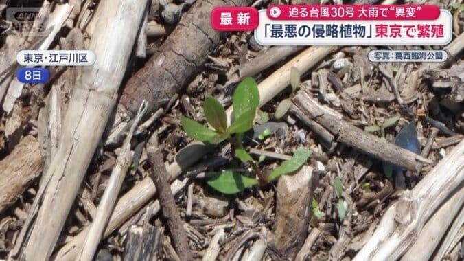 隠れていた茎から芽や根っこが生えてきた