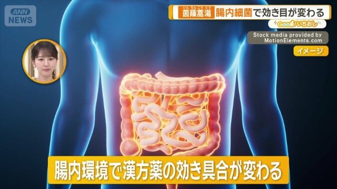 腸内環境で漢方薬の効き具合が変わる