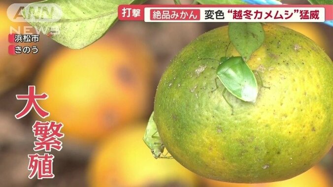 大繁殖しているカメムシ