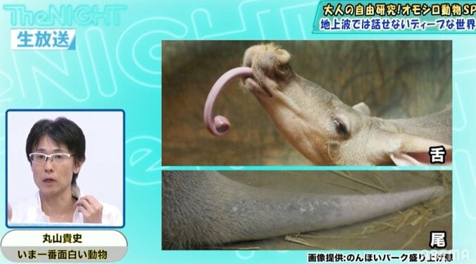 特殊な食べ物を食べることに特化し生き残った 謎の哺乳類・ツチブタ 2枚目