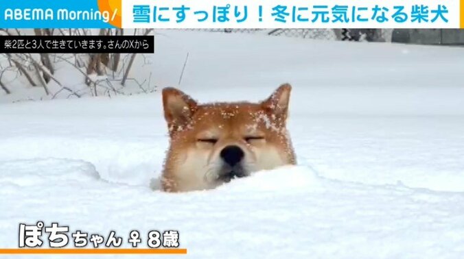 柴犬のぽちちゃん（8歳）