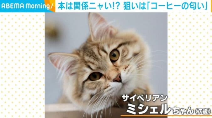 猫のミシェルちゃん