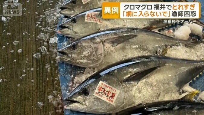 上半期の漁獲枠に達したため水揚げを停止