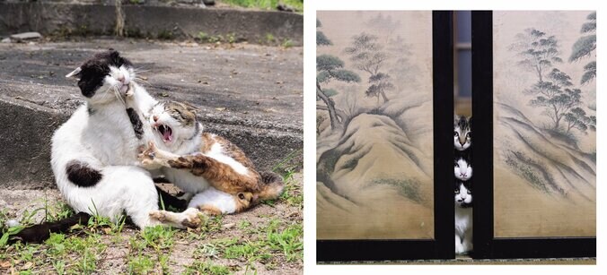 予測不能な愛くるしい姿 笑撃のネコ写真集『これネコ　それネコ？』が3月5日発売 4枚目