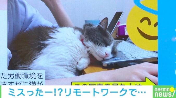 働きながらモフモフ！ 猫のいる在宅勤務を1年続けた結果…飼い主「さすがに自由すぎた」 1枚目